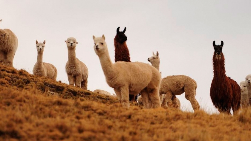 South American Camelids